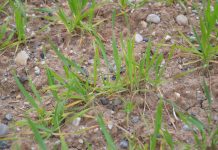 La siccità colpisce le colture anche nel mantovano, l’allarme Confagricoltura