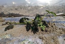 Gelo inatteso, danni alle colture: allarme di Confagri e Coldiretti