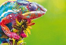 Segni lascia? Macchè, raddoppia: due finestre per la 16ª edizione