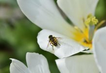 Dal 15 al 23 maggio Bioblitz, il Parco del Mincio torna con edizione digitale