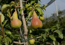 Pere, Coldiretti Mantova: ora è allarme cimice asiatica