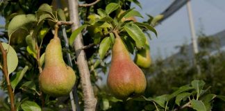 Coltivazione pere, Coldiretti: resa e qualità ok, costi di produzione in aumento, mercato prudente