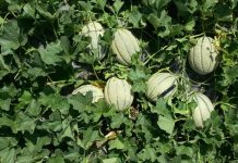 Meloni, Coldiretti Mantova: la concentrazione dell’offerta comprime i prezzi