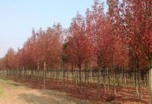 Formazione, vivaismo e ambiente, a Canneto sull’Oglio evento in campo col Cnr