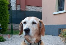 Smarrito in zona Borgochiesanuova cane meticcio