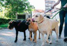 Ecco i dog sitter per i visitatori nei musei civici