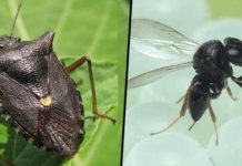 Da Regione il lancio della vespa samurai per combattere l’invasione della cimice asiatica