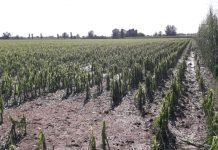 Mais, Coldiretti Mantova: annata difficile, crolli della produzione fino al 70% sul 2021