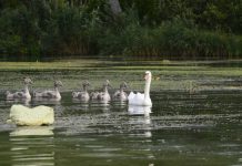 Autunno nel Parco: escursioni gratuite per scoprire la magia dell’autunno negli ambienti del Mincio
