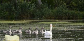 Benessere in natura col Parco del Mincio