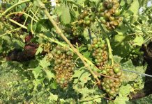 Maltempo, venti minuti d’inferno