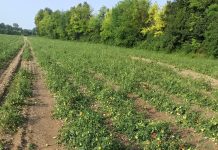 Post maltempo: danni per due milioni tra le colline