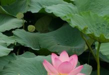 “Rilotus,” progetto sperimentale de Parco del Mincio sul riuso dei fiori di loto in ottica ecosostenibile