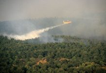 Incendi, in Italia dall’inizio del 2021 bruciati 158mila ettari