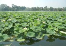 Tutela e risanamento dei laghi: Regione finanzia con 1.505.700 euro i progetti candidati dal Parco del Mincio