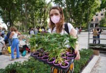 Cannabis, raggiunte 500.000 firme per referendum legalizzazione