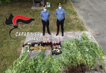 Piantagione di marijuana nel cortile di casa, arrestato