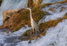 Focusacque: il mosaico del Mincio in 105 scatti