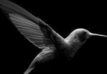 Cesare Cremonini torna con il nuovo singolo “Colibrì”