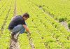 Lavoro in agricoltura, Coldiretti stima +15% in scuole agrarie e 13mila giovani in stalla