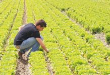 Lavoro in agricoltura, Coldiretti stima +15% in scuole agrarie e 13mila giovani in stalla