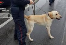 Controlli dei Cc a Castiglione, rinvenuti 40g di droga nei Cinque Continenti