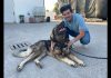 22°) Le razze canine: i cani da pastori e bovari