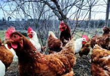 Aviaria, ora si vede la luce ”Fine emergenza a metà mese”