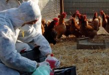 Aviaria, 30 mln di danni diretti in allevamenti lombardi