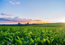 Filiera del tabacco, accordo Opta-Deltafina per continuità al comparto