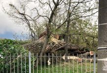 Pali pericolanti e alberi sradicati causa vento in tutta la provincia virgiliana