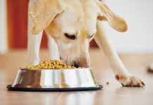 Arriva un altro cane in famiglia: e ora?