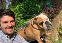 Molossoidi e cani bovari svizzeri