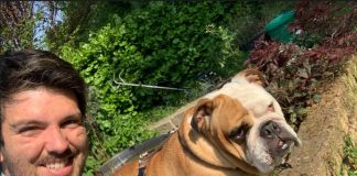 Molossoidi e cani bovari svizzeri