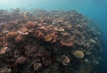 Nasce “Oceano verticale”, patto Bicocca-Maldive per la biodiversità