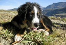 La rubrica “il mio cane è felice”: il terranova e il bovaro del bernese