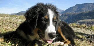 La rubrica “il mio cane è felice”: il terranova e il bovaro del bernese