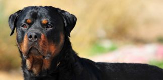il Rottweiler e il Pastore dell’Asia Centrale