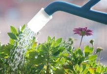 Ordinanza del sindaco Palazzi contro lo spreco d’acqua con la quale vieta di innaffiare i giardini