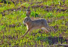 Blitz animalista, botte da orbi per una lepre