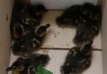 Recuperati in corso Vittorio Emanuele otto anatroccoli abbandonati