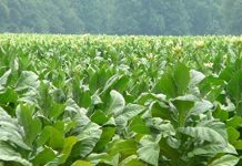 BAT investe 30 mln per il tabacco italiano e lancia “Terraventura”