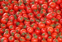 Oglio Po – Produzione pomodori in ginocchio: perso il 10%