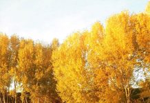 “Persone e mestieri, opere e ambiente naturale fra Mincio e Po”