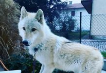 Smarrita il 21 agosto Cane Lupo Americano di nome LAG