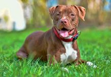 Conosciamo meglio i bull