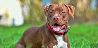 Conosciamo meglio i bull