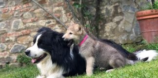 Puppy Class e Puppy party per far socializzare il nostro cucciolo