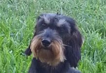 Conosciamo meglio il bassotto, piccolo ma determinato