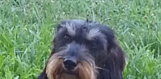 Conosciamo meglio il bassotto, piccolo ma determinato